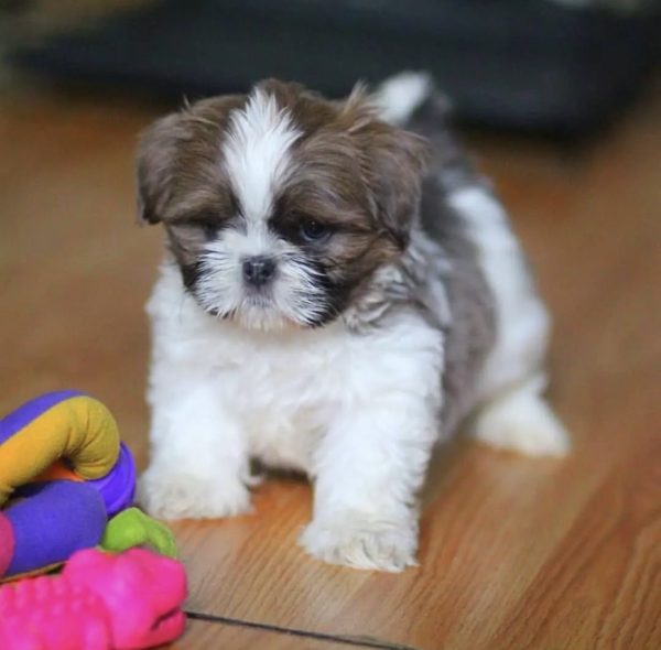 Shih tzu puppy