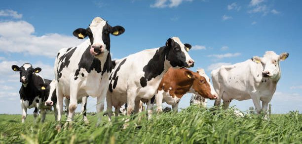 AGRO TRADING LP AGRO TRADING LP