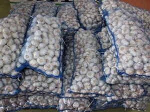 Fresh Garlic