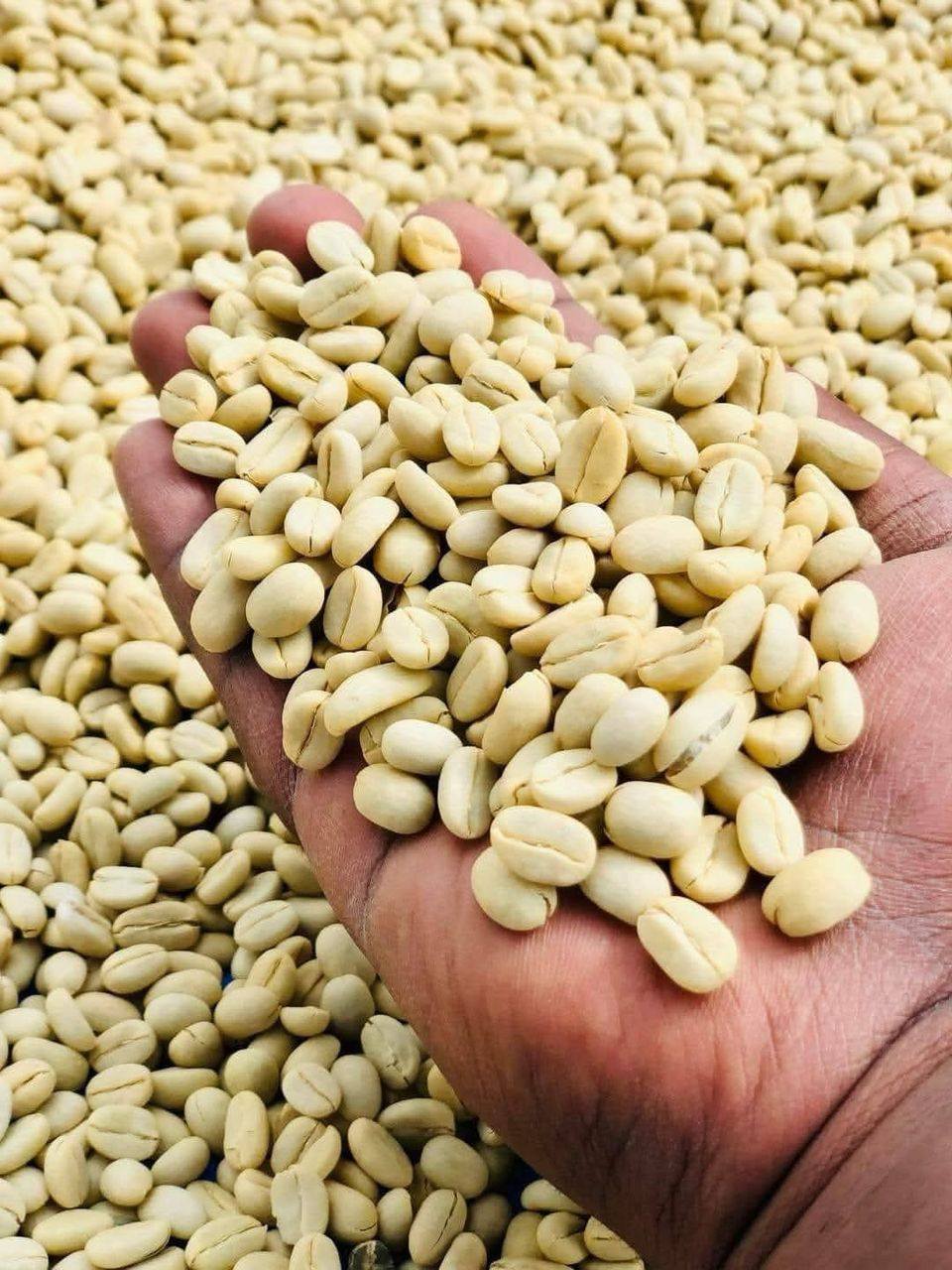 Arabica Coffee (Green Bean Coffee)
