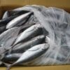 Frozen Pacific Mackerel Fish- Frozen Horse Mackerel IQF-Mackerel Fish Whole Round