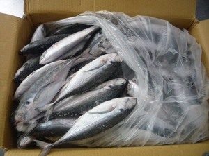 Frozen Pacific Mackerel Fish- Frozen Horse Mackerel IQF-Mackerel Fish Whole Round