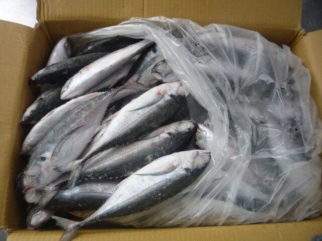 Frozen Pacific Mackerel Fish- Frozen Horse Mackerel IQF-Mackerel Fish Whole Round