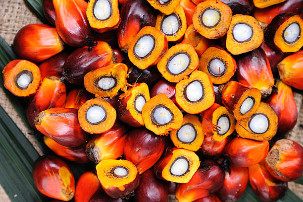 Quality Natural Palm Nuts